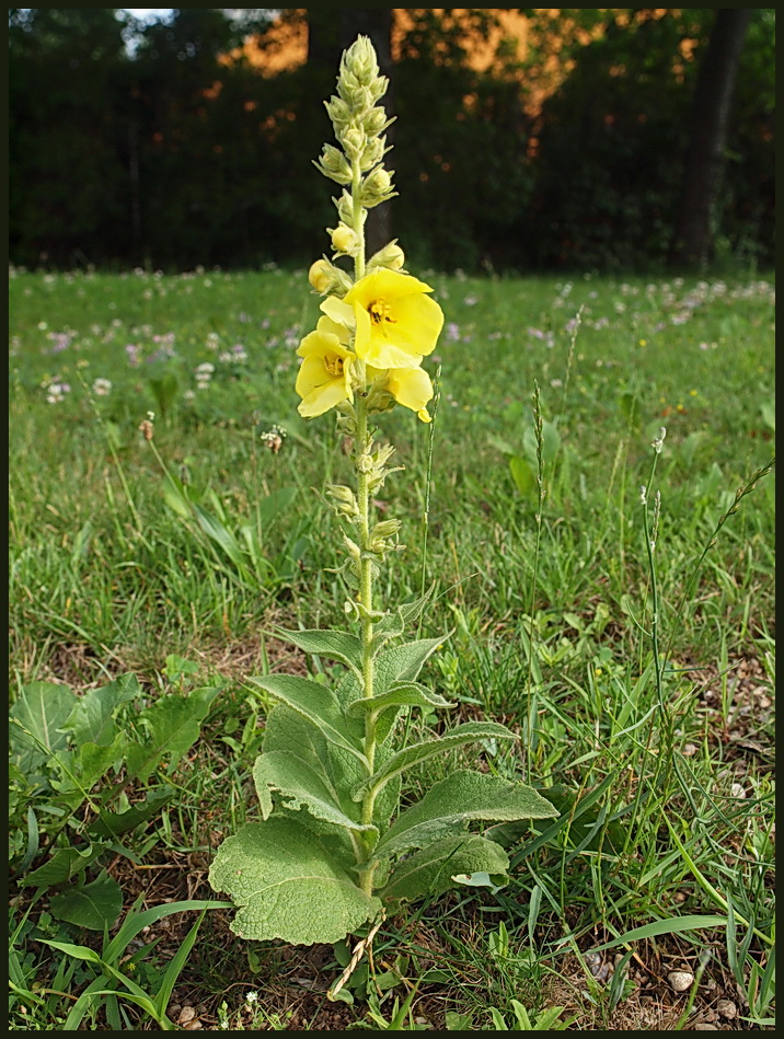 Mullein